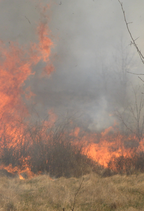 controlled burn in grassland