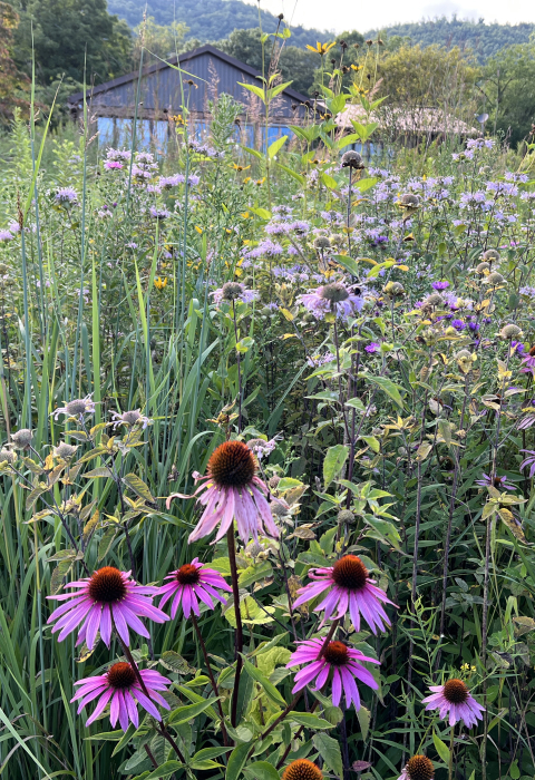 wildflower meadow