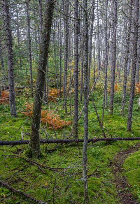 spruce grouse habitat