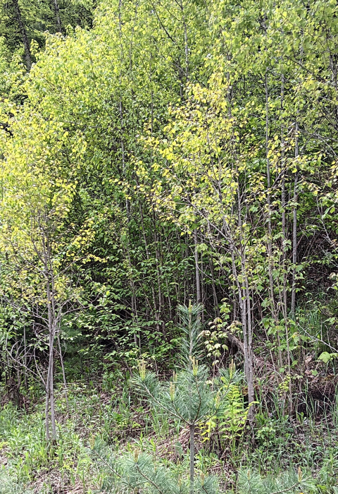 An area of thick early successional habitat composed of young hardwood trees.