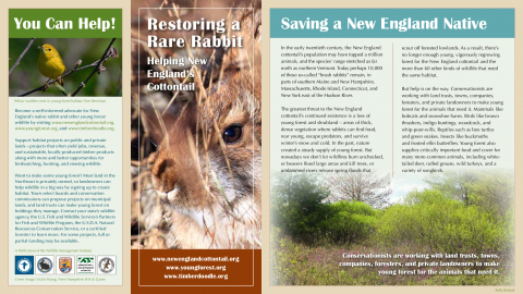 Restoring a Rare Rabbit: Helping the New England Cottontail
