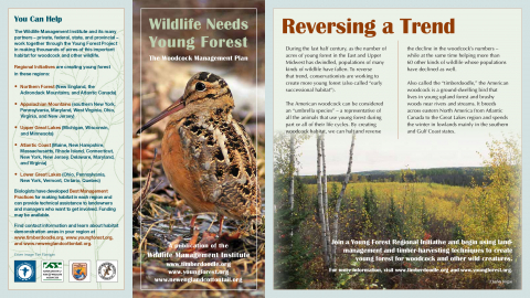 Wildlife Needs Young Forest: The Woodcock Management Plan