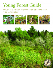 Young Forest Guide - Wildlife Needs Young Forest Habitat and You Can Help