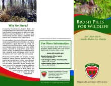 Brush Piles for Wildlife