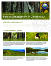 Forest Management in Connecticut