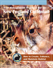 Best Management Practices for the New England Cottontail