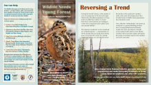 Wildlife Needs Young Forest: The Woodcock Management Plan