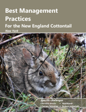 Best Management Practices for the New England Cottontail in New York