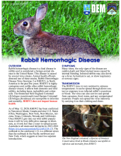 Rabbit Hemorrhagic Disease