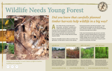 Wildlife Needs Young Forest