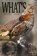 What's Wrong with Our Ruffed Grouse?