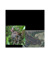 Robust Approach for New England Cottontail Abundance Estimation