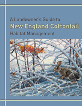 A Landowner's Guide to New England Cottontail Habitat Management