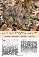 A Clear-Cut Discovery: Uncommon Cottontails!