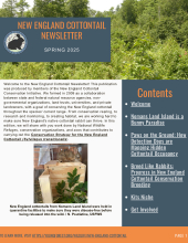 New England Cottontail Newsletter, Spring 2025