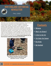 New England Cottontail Newsletter, Fall 2025