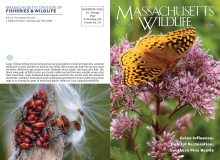 Photo Essay on Prescribed Burning in Massachusetts