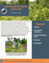 New England Cottontail Newsletter, Spring 2026