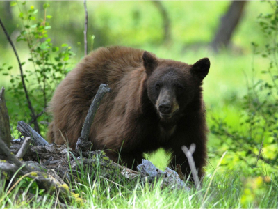 image of black bear