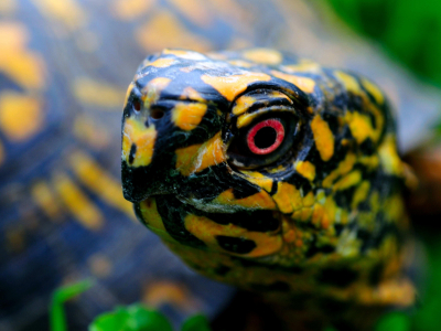 closeup image of box turtle