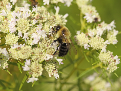 image of bumblebee visiting flower