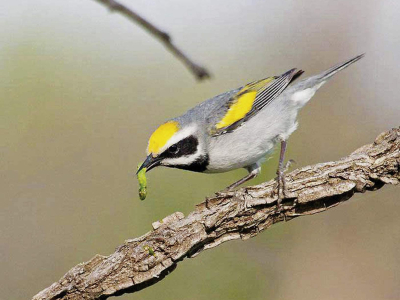 image of golden-winged warbler