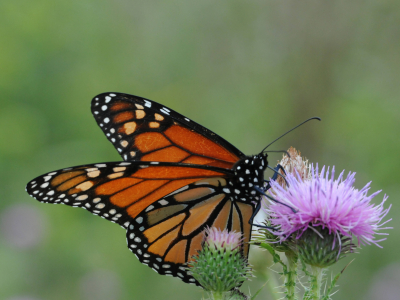 image of monarch on flower