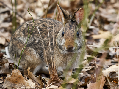 image of new england cottontail
