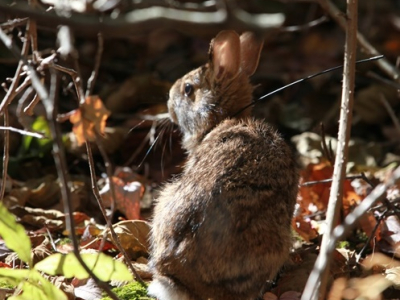 image of new england cottontail in habitat