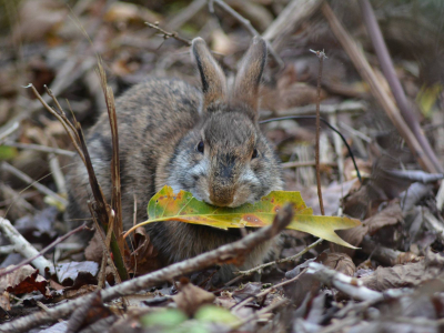New England cottontail eating a leaf
