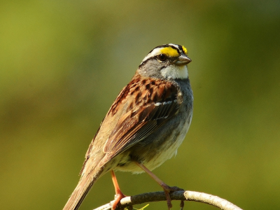 White-throated sparrow in habitat