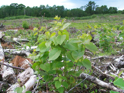 aspen sprout in managed area