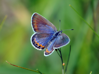 Female Karner blue butterfly