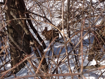 New England cottontail hiding in thick cover