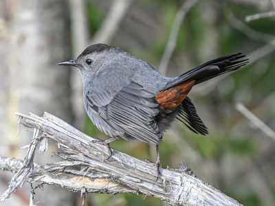 gray catbird on dead limb