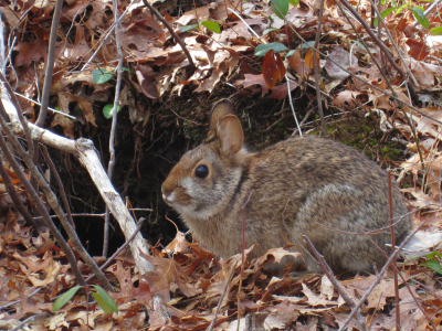 New England cottontail at burrow