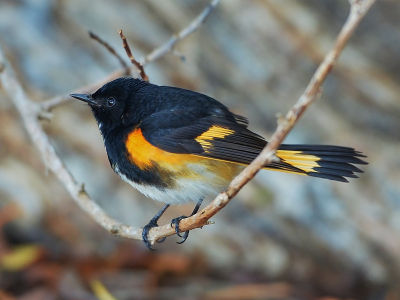 American redstart