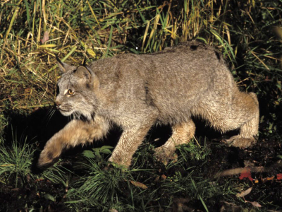 Canada lynx