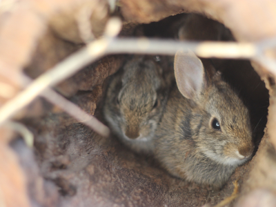 New England cottontail in conservation breeding program