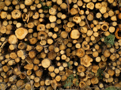 image of cut logs