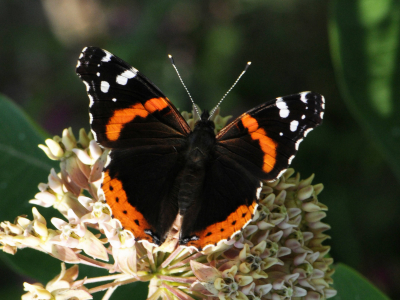image of red admiral butterfly