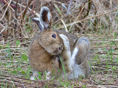 snowshoe hare in northern New England