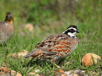 image of bobwhite quail