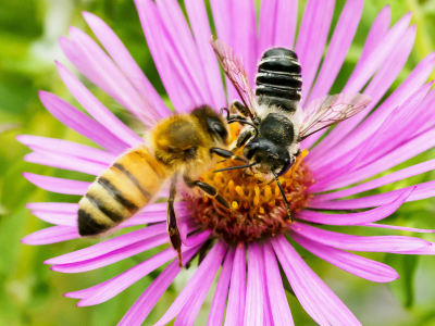 image of bees on flower