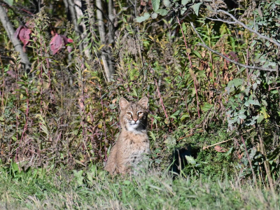 Photo of bobcat in thick habitat