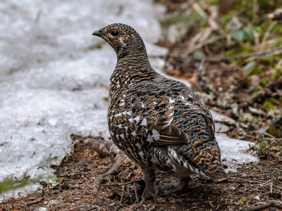 spruce grouse in habitat