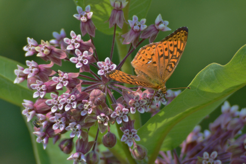 Photo of a great Spangled Fritillary butterfly on a milkweed flower