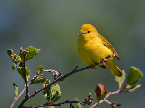 Yellow Warbler