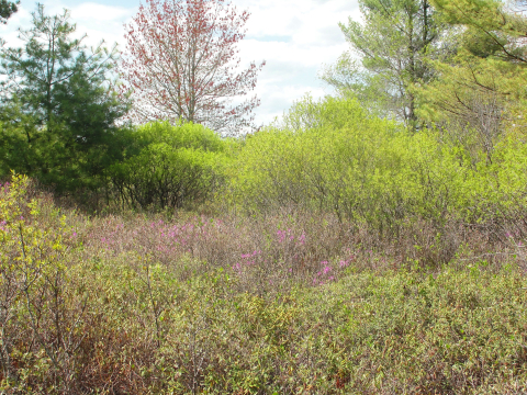 Photo of young forest habitat at Libby River Farm