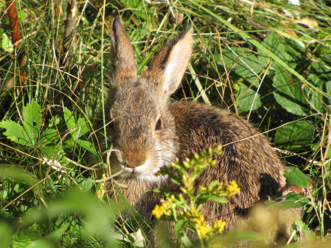 Photo of a New England cottontail in young forest habitat